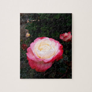 Roses Flowers , Pink Red White Roses Jigsaw Puzzle