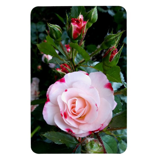 Roses Flowers , Pink Red White Roses Magnet (Vertical)