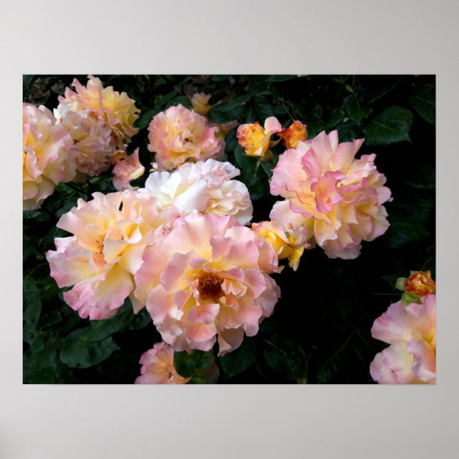 Roses Flowers , Pink Yellow Roses Poster (Front)