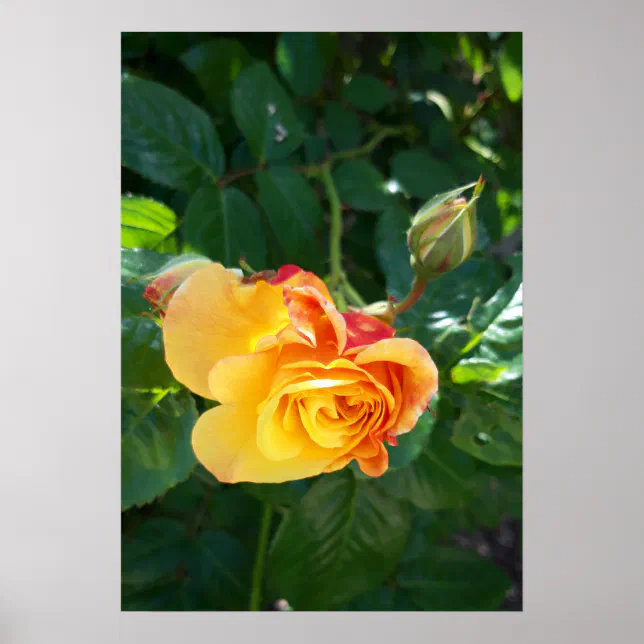 Tips For Roses Poster Roses flowers poster | Zazzle