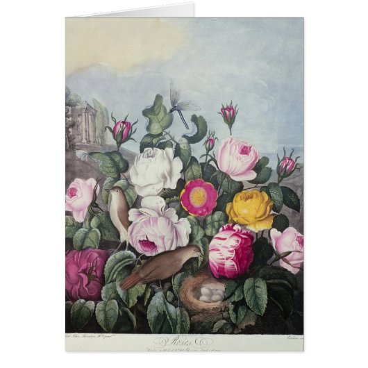 Roses, from 'The Temple of Flora' Cards (Front)