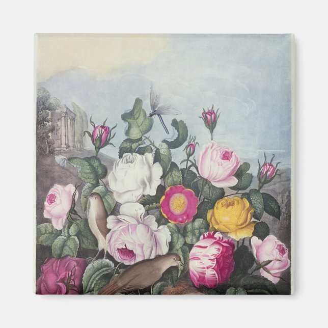 Roses, from 'The Temple of Flora' Magnet (Front)