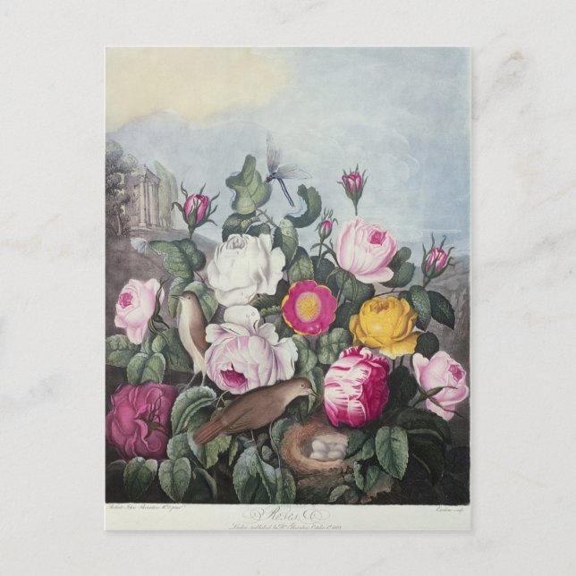 Roses, from 'The Temple of Flora' Postcard (Front)