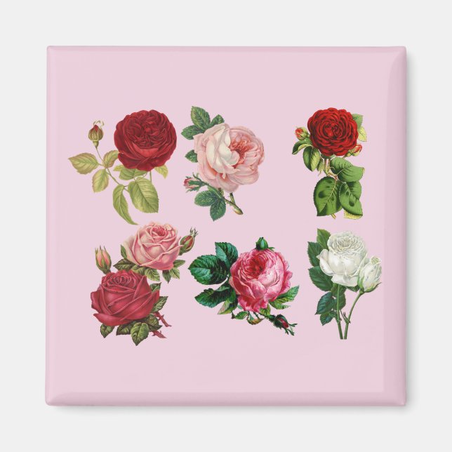 roses galore magnet (Front)