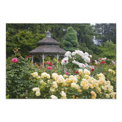 Roses in bloom and Gazebo Rose Garden at the Photo Print