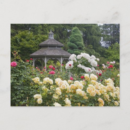 Roses in bloom and Gazebo Rose Garden at the Postcard