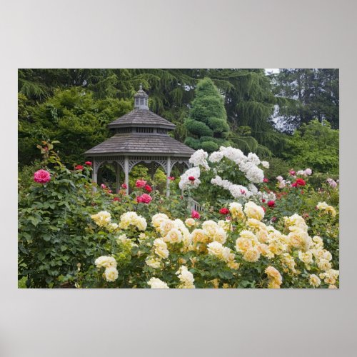 Roses in bloom and Gazebo Rose Garden at the Poster