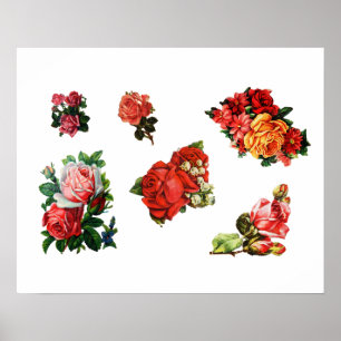 Roses in Bloom Poster