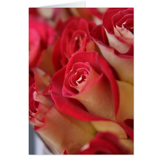 Roses in NYC Cards (Front)