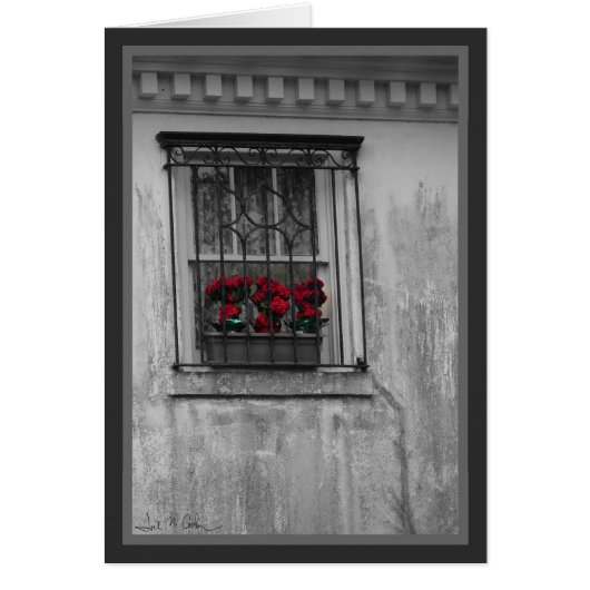 Roses in Window Cards (Front)