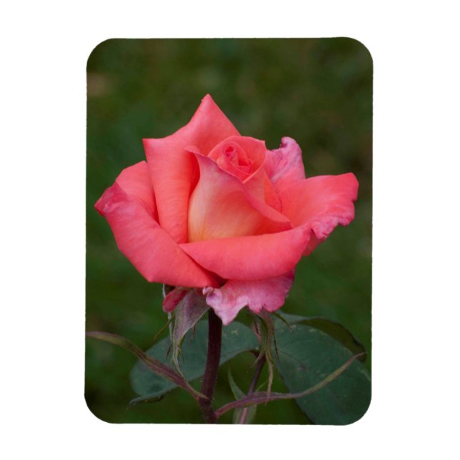 Roses mean Love! Magnet (Vertical)