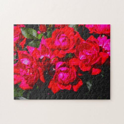 Roses of Beauty Jigsaw Puzzle