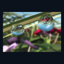 Roses on Raindrops Photo Print