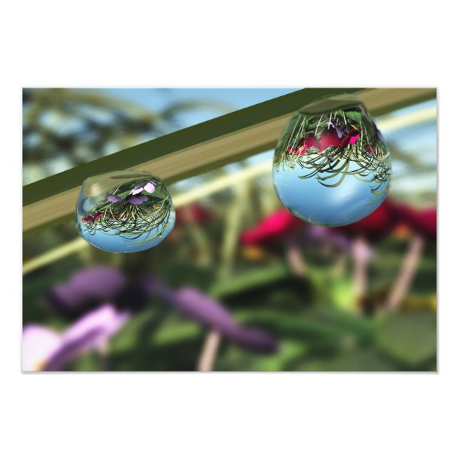 Roses on Raindrops Photo Print (Front)