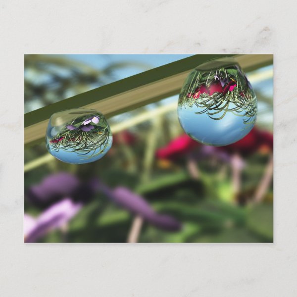 Roses on Raindrops Postcard