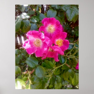 Roses Photo Poster