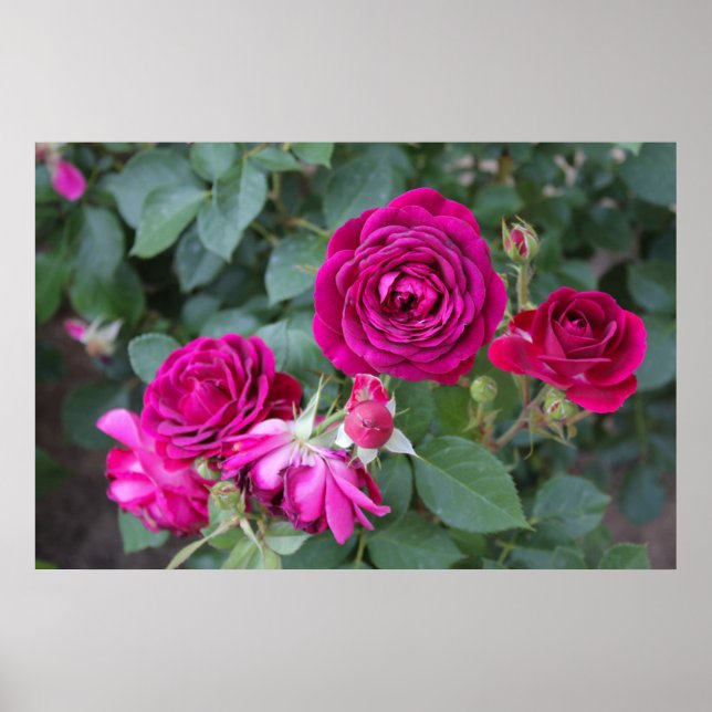 Roses Photo Poster (Front)