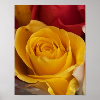 Roses Photo Poster