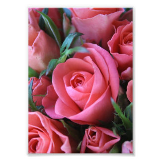 Roses Photo Print
