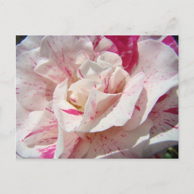 ROSES Pink White Rose Flowers 1 Cards Gifts Mugs (Front)