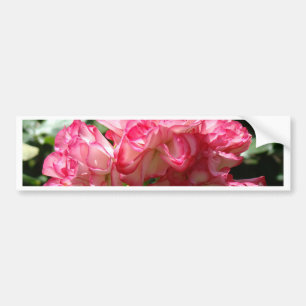 ROSES Pink White Rose Flowers 2 Cards Gifts Mugs Bumper Sticker