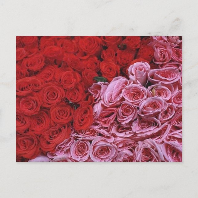 Roses Postcard (Front)