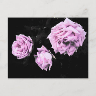 Roses Postcard