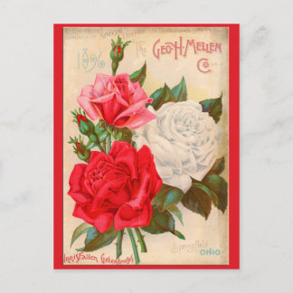 Roses Postcard