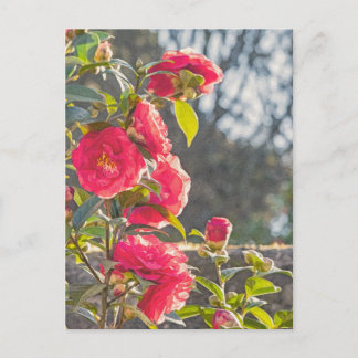 Roses postcard