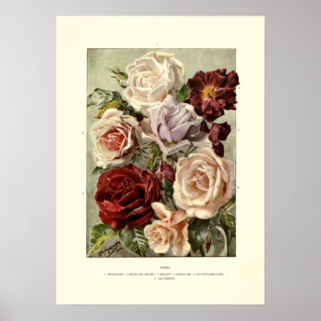 Roses Poster (Front)