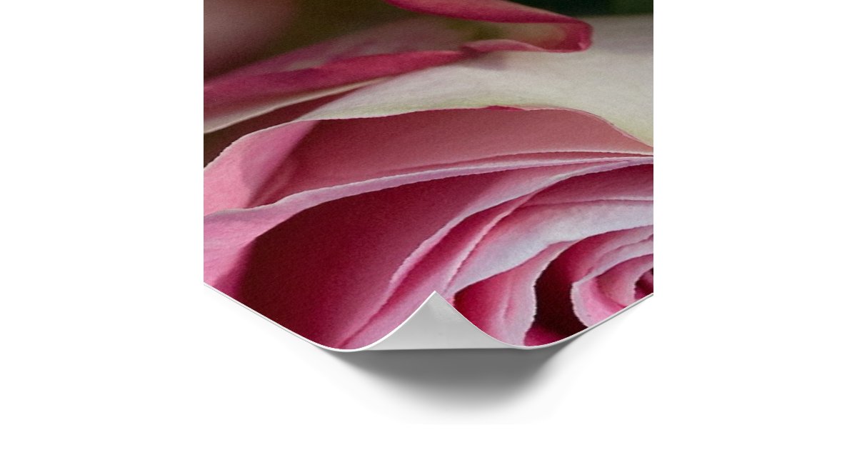 Roses Poster | Zazzle.com