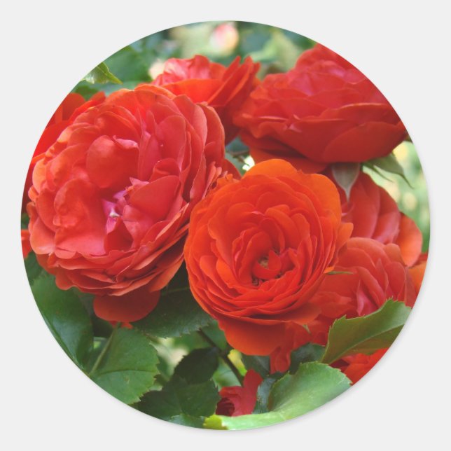 ROSES Red Beautiful Rose Flowers stickers (Front)