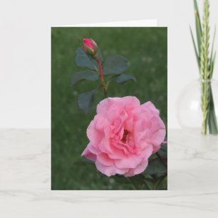 Roses, Thank You for Gift and Visit Card