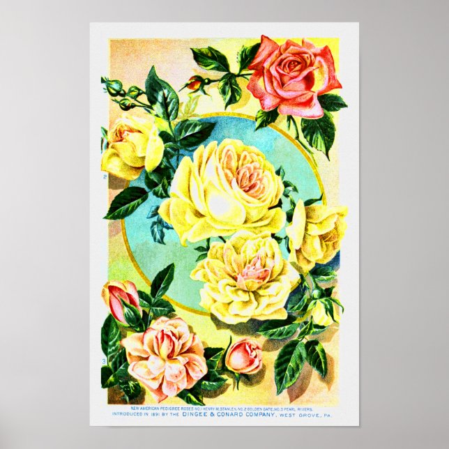 Roses Vintage Flower Seed Company Poster (Front)