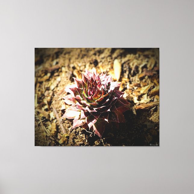 Rosette Succulent in Soil Canvas Print (Front)