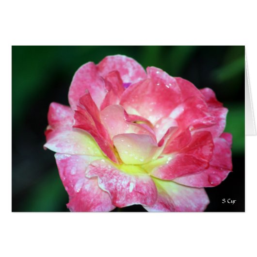 Rosey, S Cyr (Front Horizontal)