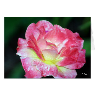 Rosey, S Cyr Cards