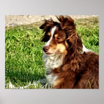 Rosie In The Breeze Poster by MakaraPhotos at Zazzle