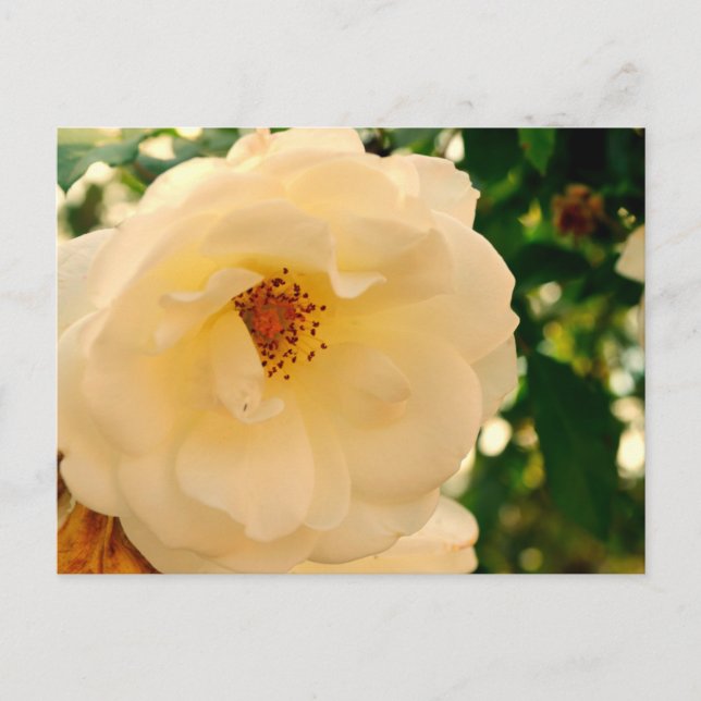 Rosie oh Rosie 2 Postcard (Front)