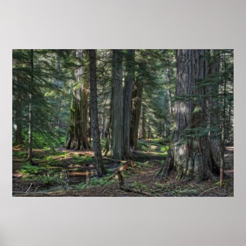 Ross Creek Old_growth Cedar Trees Poster