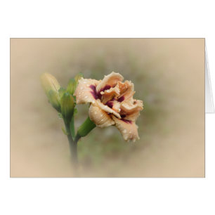 Roswitha - Daylily Cards
