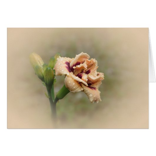 Roswitha - Daylily Cards (Front Horizontal)