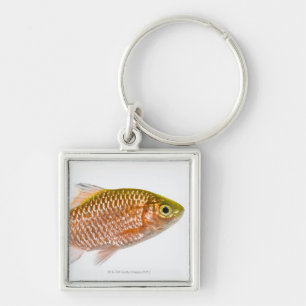 Rosy barb fish (Puntius conchonius) Keychain
