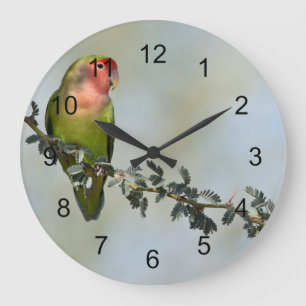 Rosy- faced love bird on a branch large clock