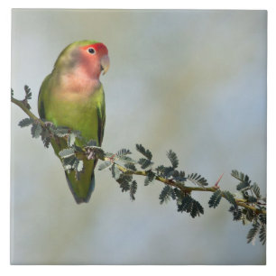 Rosy- faced love bird on a branch photo ceramic tile