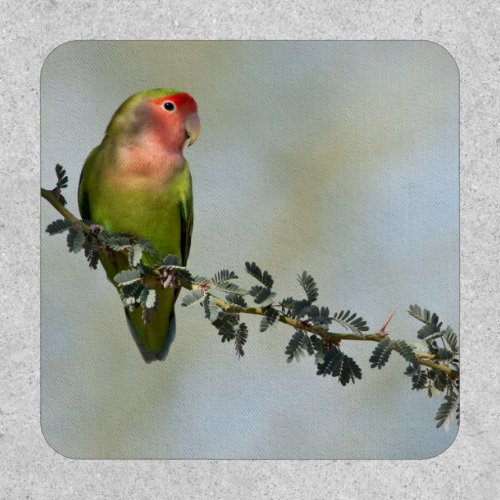 Rosy_ faced love bird on a branch photo patch