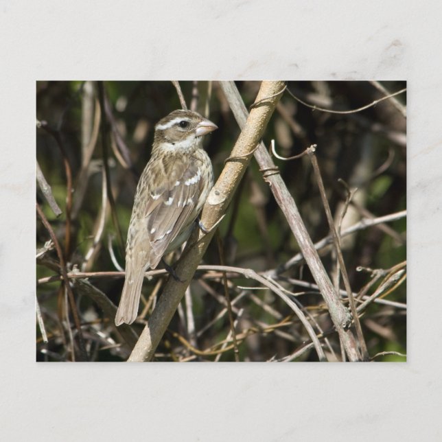 Rosy Gros Postcard (Front)