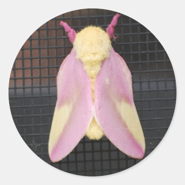 Rosy Maple Moth sticker (Front)