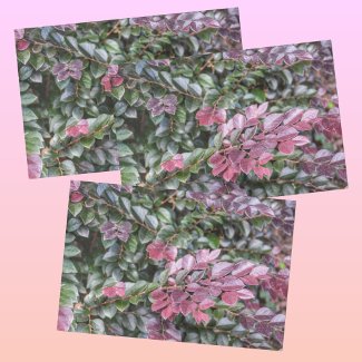Rosy Purple Green Foliage  Botanical Photographic