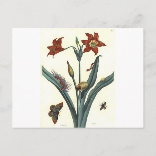 Rote Lilie by Maria Sibylla Merian Postcard